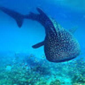 Meet your Posher, Ustuk